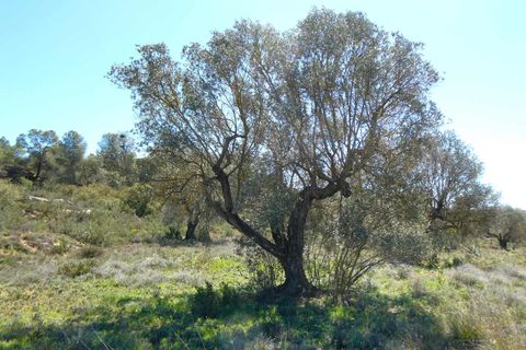 Finca i Fabara, Zaragoza, Fabara - € 9.500 | Ref: 1053 - foto 6