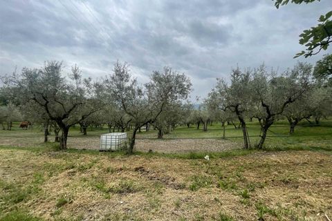 Farm i Spoleto, Perugia, Spoleto - € 1.300.000 | Ref: AZ202 - foto 10