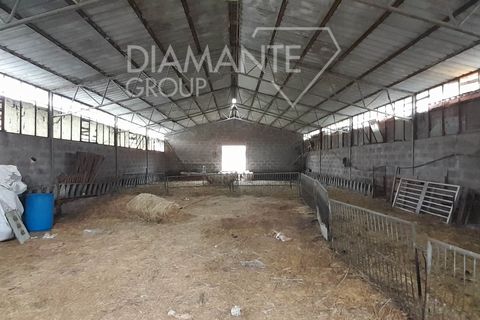 Farm i Pomarance, Pisa, Pomarance - € 320.000 | Ref: AZ361 - foto 6