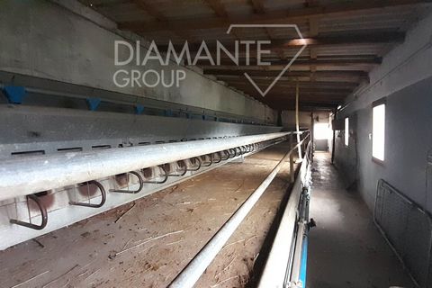 Farm i Pomarance, Pisa, Pomarance - € 320.000 | Ref: AZ361 - foto 8