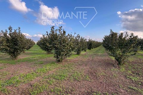 Terra a Viterbo, Viterbo, Viterbo - € 1.100.000 | Ref: VT1790 - foto 2