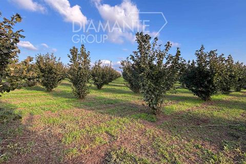 Terra a Viterbo, Viterbo, Viterbo - € 1.100.000 | Ref: VT1790 - foto 3