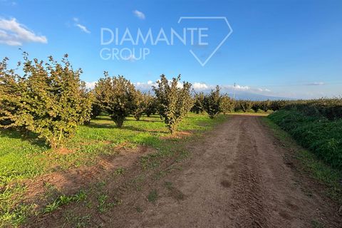 Terra a Viterbo, Viterbo, Viterbo - € 1.100.000 | Ref: VT1790 - foto 5