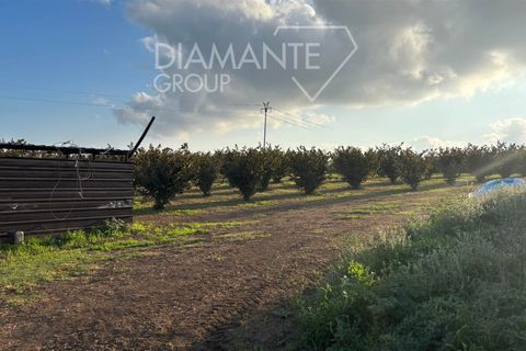 Terra a Viterbo, Viterbo, Viterbo - € 1.100.000 | Ref: VT1790 - foto 6