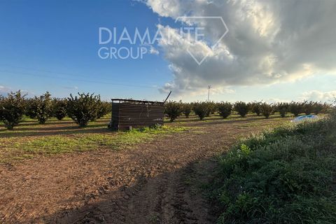 Terra a Viterbo, Viterbo, Viterbo - € 1.100.000 | Ref: VT1790 - foto 7