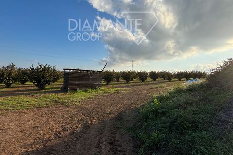 Terra a Viterbo, Viterbo, Viterbo - € 1.100.000 | Ref: VT1790 - foto 8