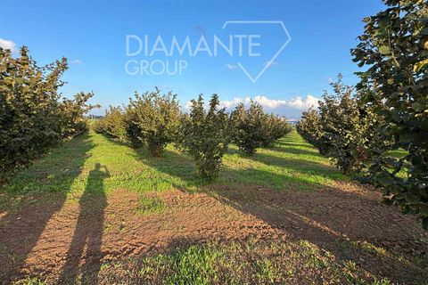 Terra a Viterbo, Viterbo, Viterbo - € 1.100.000 | Ref: VT1790 - foto 9