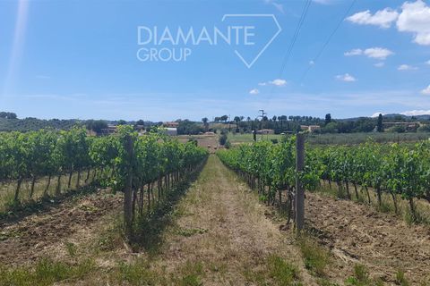 Farm i Scansano, Grosseto, Scansano - € 630.000 | Ref: AZ317 - foto 7
