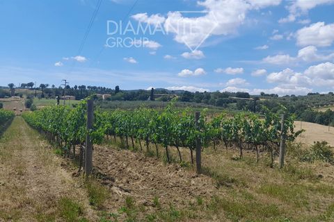 Farm i Scansano, Grosseto, Scansano - € 630.000 | Ref: AZ317 - foto 8