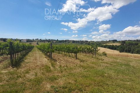 Farm i Scansano, Grosseto, Scansano - € 630.000 | Ref: AZ317 - foto 9