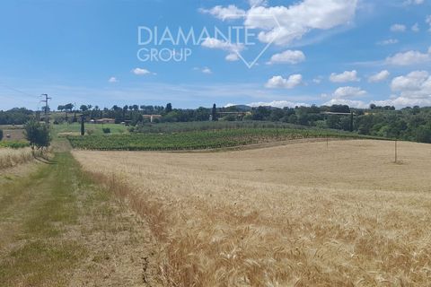 Farm i Scansano, Grosseto, Scansano - € 630.000 | Ref: AZ317 - foto 11