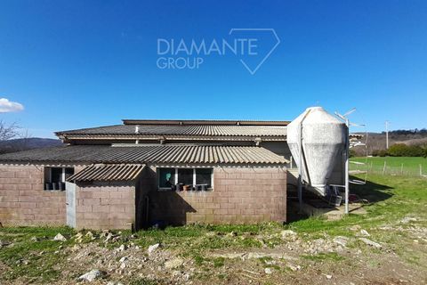 Farm i Scansano, Grosseto, Scansano - € 350.000 | Ref: AZ297 - foto 9
