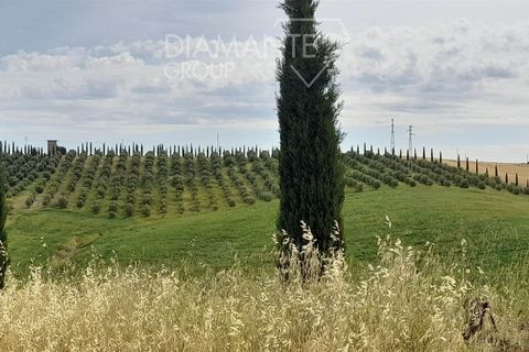 Farm i Scansano, Grosseto, Scansano - € 670.000 | Ref: az287 - foto 3