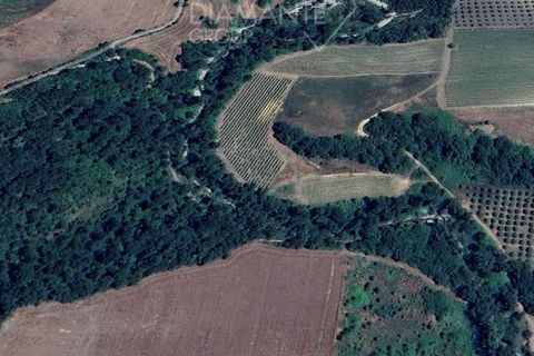 Farm i Scansano, Grosseto, Scansano - € 670.000 | Ref: az287 - foto 5