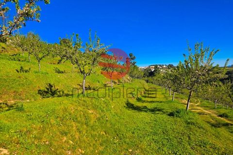 Helårsgrund i Meda, Guarda, Meda - € 45.000 | Ref: 493/MDA - foto 9