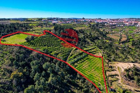 Helårsgrund i Meda, Guarda, Meda - € 45.000 | Ref: 493/MDA - foto 12