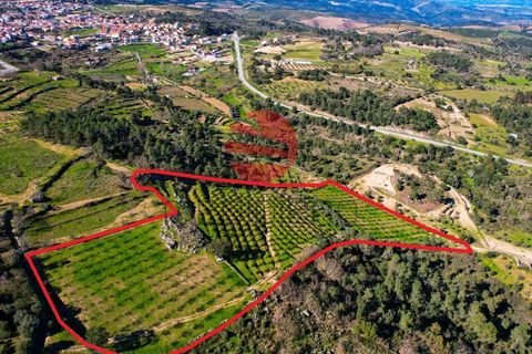 Helårsgrund i Meda, Guarda, Meda - € 45.000 | Ref: 493/MDA - foto 13