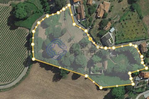 Farm i Penafiel, Porto, Penafiel - € 300.000 | Ref: 1101781 - foto 13
