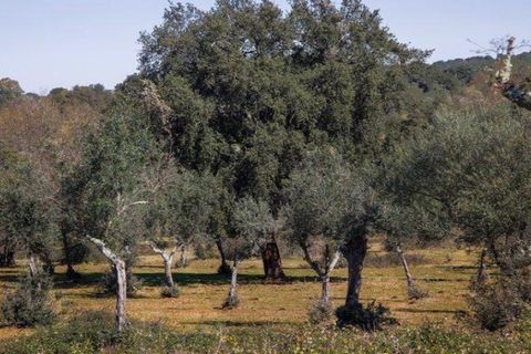 Terra a Alter do Chao, Portalegre, Alter do Chao - € 1.365.000 | Ref: KWPT-014016 - foto 2