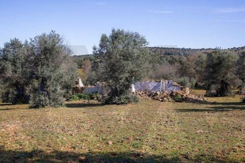 Terra a Alter do Chao, Portalegre, Alter do Chao - € 1.365.000 | Ref: KWPT-014016 - foto 7
