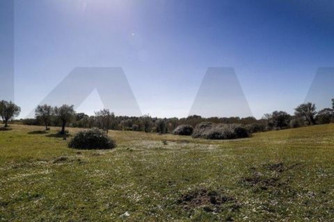 Terra a Alter do Chao, Portalegre, Alter do Chao - € 1.365.000 | Ref: KWPT-014016 - foto 12