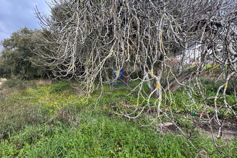 Helårsgrund i Rio Maior, Santarem, Rio Maior - € 75.000 | Ref: CAL-216735 - foto 11
