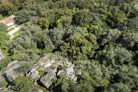 Terra a Porto-Vecchio, Corse-du-Sud, Porto-Vecchio - € 350.000 | Ref: RV1817 - foto 2
