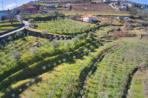 Farm i Cepoes, Viseu, Cepoes - € 595.000 | Ref: LMG_3973 - N - foto 2