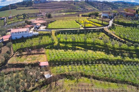 Farm i Cepoes, Viseu, Cepoes - € 595.000 | Ref: LMG_3973 - N - foto 4