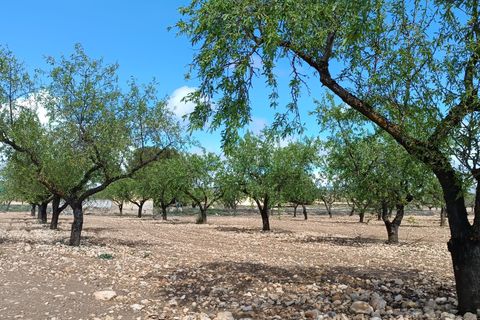 Terra a Yecla, Murcia, Yecla - € 12.000 | Ref: 41043-SS - foto 3
