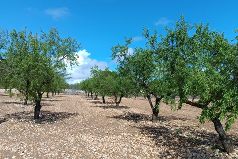 Terra a Yecla, Murcia, Yecla - € 12.000 | Ref: 41043-SS - foto 6