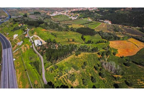 Terra a Maiorga, Leiria, Maiorga - € 155.000 | Ref: LE97049NZ - foto 3