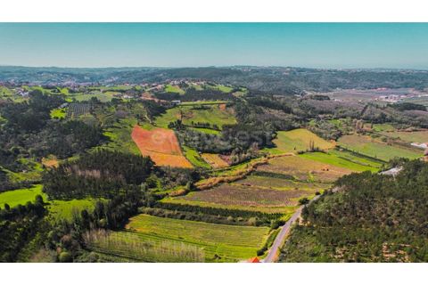 Terra a Maiorga, Leiria, Maiorga - € 155.000 | Ref: LE97049NZ - foto 5
