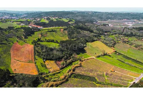 Terra a Maiorga, Leiria, Maiorga - € 155.000 | Ref: LE97049NZ - foto 6