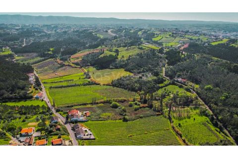 Terra a Maiorga, Leiria, Maiorga - € 155.000 | Ref: LE97049NZ - foto 8