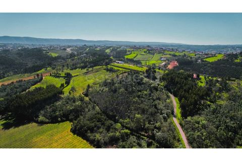 Terra a Maiorga, Leiria, Maiorga - € 155.000 | Ref: LE97049NZ - foto 10