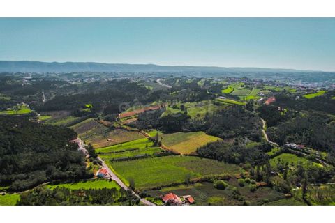 Terra a Maiorga, Leiria, Maiorga - € 155.000 | Ref: LE97049NZ - foto 11