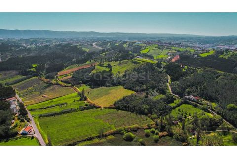Terra a Maiorga, Leiria, Maiorga - € 155.000 | Ref: LE97049NZ - foto 12