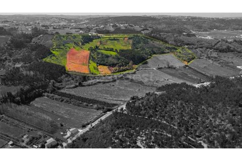 Terra a Maiorga, Leiria, Maiorga - € 155.000 | Ref: LE97049NZ - foto 22