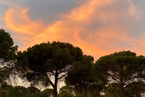 Terra a Comporta, Setubal, Comporta - € 249.000 | Ref: A106 - foto 18