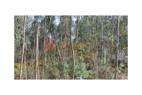 Helårsgrund i Tondela, Viseu, Tondela - € 40.000 | Ref: SAFTI:006599 - foto 1