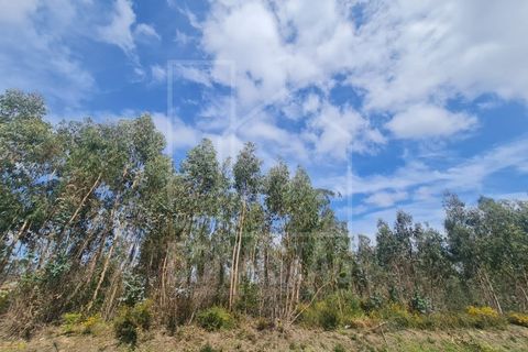 Helårsgrund i Agueda, Aveiro, Agueda - € 180.000 | Ref: 2065 - foto 3