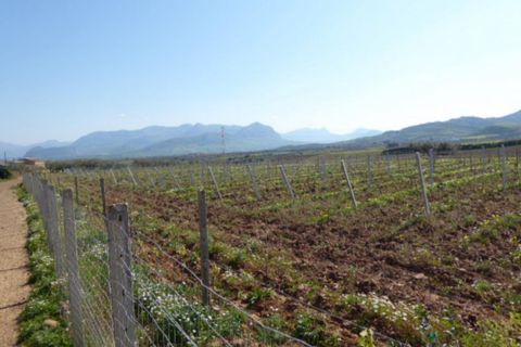 Terra a Partinico, Palermo, Partinico - € 65.280 | Ref: 25488 - foto 4