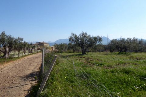 Terra a Partinico, Palermo, Partinico - € 65.280 | Ref: 25488 - foto 5