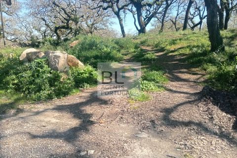 Helårsgrund i Pombal, Leiria, Pombal - € 85.000 | Ref: TER_572 - foto 2