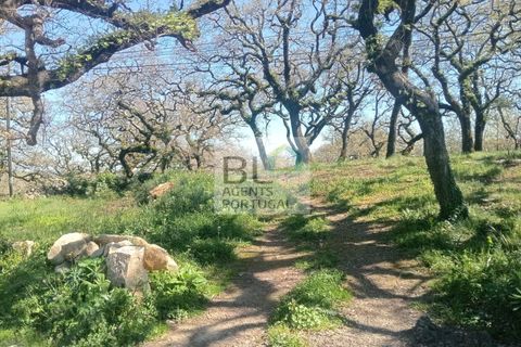 Helårsgrund i Pombal, Leiria, Pombal - € 85.000 | Ref: TER_572 - foto 3