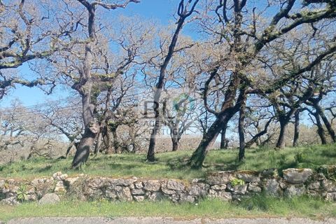 Helårsgrund i Pombal, Leiria, Pombal - € 85.000 | Ref: TER_572 - foto 4