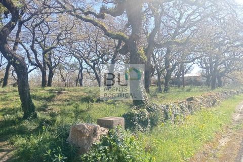 Helårsgrund i Pombal, Leiria, Pombal - € 85.000 | Ref: TER_572 - foto 6