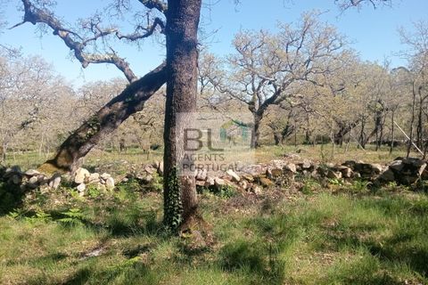 Helårsgrund i Pombal, Leiria, Pombal - € 85.000 | Ref: TER_572 - foto 7