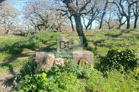 Helårsgrund i Pombal, Leiria, Pombal - € 85.000 | Ref: TER_572 - foto 9